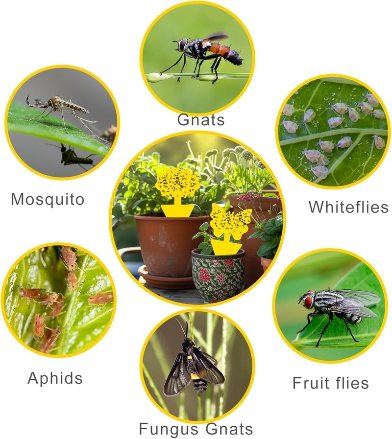 Boromine Fruit Fly Traps, 100 Pack Yellow Sticky Traps, Fungus Gnat Traps, Plant Fly Stickers for Indoor and Outdoor Use Protect The Plant - Image 4